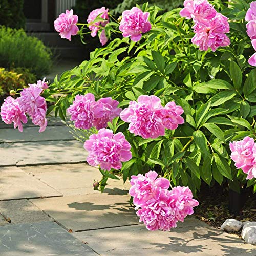 Semillas de peonía herbácea 5+ Paeonia orgánica Lactiflora Pall Flowers Hermosa flora caliente Fuerte fragante Hermosa flor de arbusto para bonsai Balcón Jardín