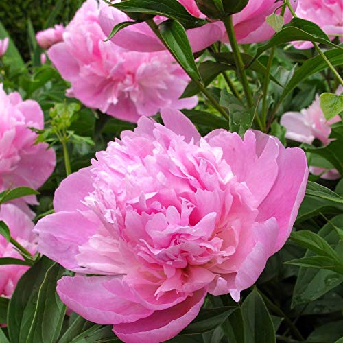 Semillas de peonía herbácea 5+ Paeonia orgánica Lactiflora Pall Flowers Hermosa flora caliente Fuerte fragante Hermosa flor de arbusto para bonsai Balcón Jardín