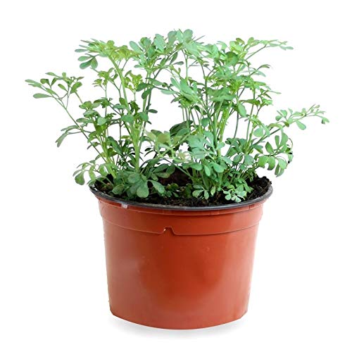 Sin marca Ruda (Maceta 10,5 cm Ø) - Planta Viva - Planta aromatica