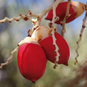 Solling Bio - Aceite de palma (1000 ml)