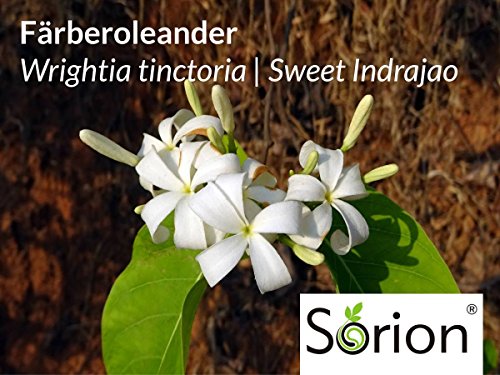 Sorion Crema 50 g - para casos de piel seca, enrojecida, escamosa y con picazón