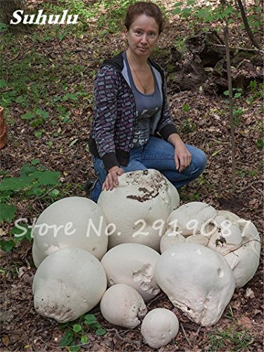 Súper gran hongo Semillas 40 Pcs orgánico planta suculenta de delicioso divertido Hongo, semillas comestibles Salud fácil de cultivar para el jardín 7