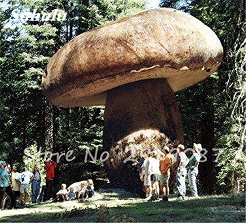 Súper gran hongo Semillas 40 Pcs orgánico planta suculenta de delicioso divertido Hongo, semillas comestibles Salud fácil de cultivar para el jardín 7