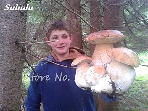 Súper gran hongo Semillas 40 Pcs orgánico planta suculenta de delicioso divertido Hongo, semillas comestibles Salud fácil de cultivar para el jardín 7