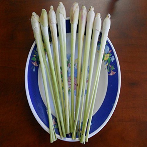 SwansGreen LemonGrass Seeds Cymbopogon Seed Herbs Vegetable bonsai plant DIY home garden - 10pcs/lot