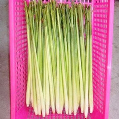 SwansGreen LemonGrass Seeds Cymbopogon Seed Herbs Vegetable bonsai plant DIY home garden - 10pcs/lot