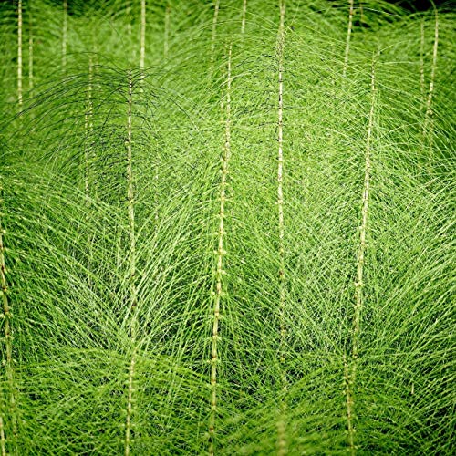 Té de cola de caballo (250g), hierba de cola de caballo cortada, suavemente seca, 100% pura y natural para la preparación de té, té de hierbas