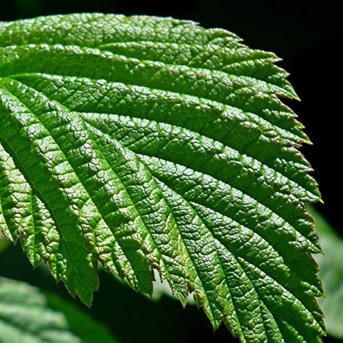 Té de hojas de frambuesa (125g), hojas de frambuesa cortadas, suavemente secadas, 100% puras y naturales para la preparación de té, té de hierbas