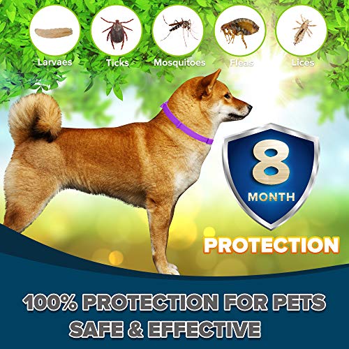 toldi Tratamiento-de-pulgas-para-Perros, Collar-antipulgas-Perros Ajustable, 8 Meses de protección-contra-pulgas-y-garrapatas-para-Perros Cachorros Collar Repelente de piojos y garrapatas