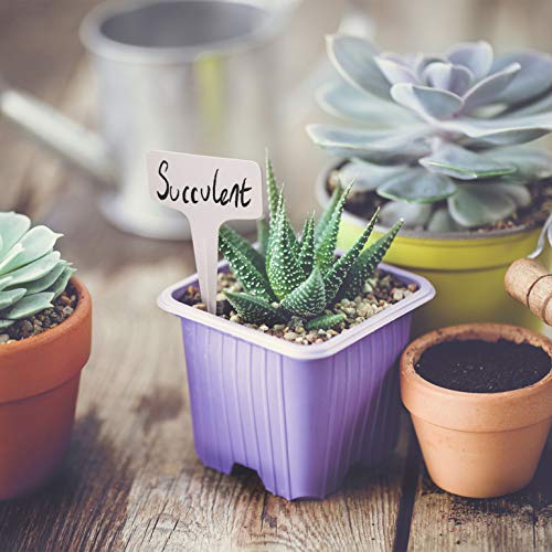 TRIXES 100 Etiquetas para Plantas en Forma de T - 6 x 10 cm - para Jardinería - para Etiquetado y Visualización de Semillas para Jardín - Etiquetas Plantas