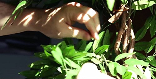 Vert Lifestyle Fruticosa Japonesa Artificial Arbol, Elegante Lujosa réplica/Planta Artificial de Interior/ 168 cm de Altura hogar o la Oficina, Plantas en los Balcones, Plantas.