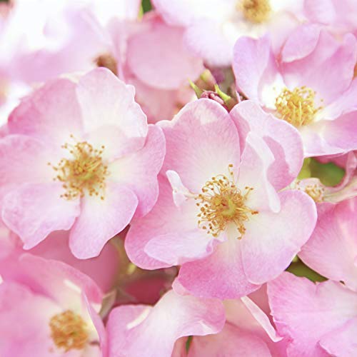 Weleda - 8808 - Desodorante de Rosa Mosqueta Weleda 100 ml