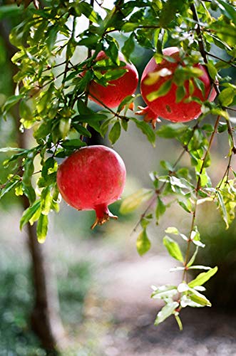 Weleda - Crema facial de día de Granada, 30 ml, 1 unidad