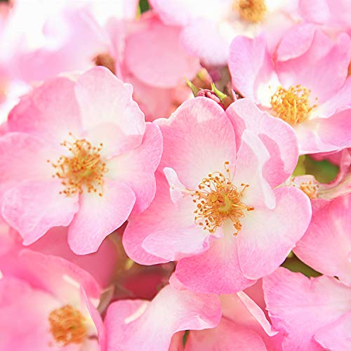 WELEDA Jabón Vegetal de Rosa (1x 100 g)