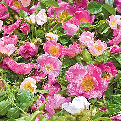 WELEDA Jabón Vegetal de Rosa (1x 100 g)