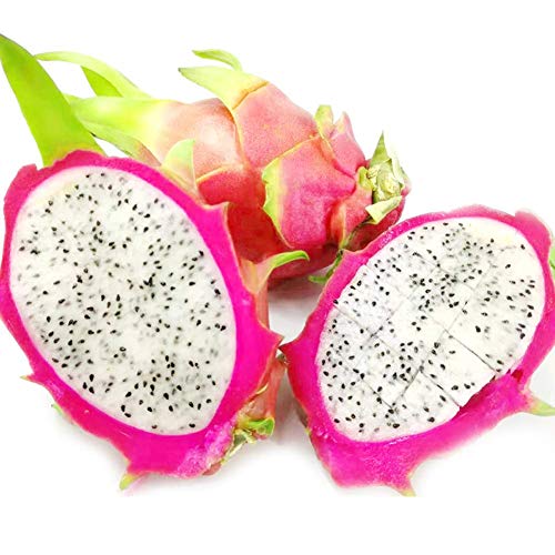 White Dragon Fruit Seeds 20Pcs Hylocereus Undatus para la plantación al aire libre del jardín de su casa