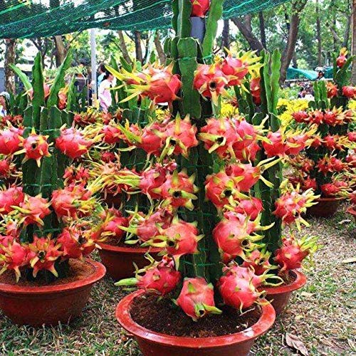 White Dragon Fruit Seeds 20Pcs Hylocereus Undatus para la plantación al aire libre del jardín de su casa