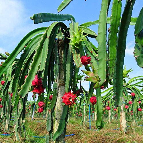 White Dragon Fruit Seeds 20Pcs Hylocereus Undatus para la plantación al aire libre del jardín de su casa