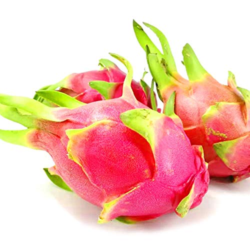 White Dragon Fruit Seeds 20Pcs Hylocereus Undatus para la plantación al aire libre del jardín de su casa