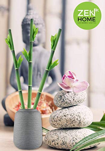 Zen Home Bambu DE LA Suerte Artificial, Plantas Artificiales Plantas Artificiales Decorativas, Planta Artificial, bambú Artificial, decoración casa, Decoracion hogar, Planta Artificial Bambu