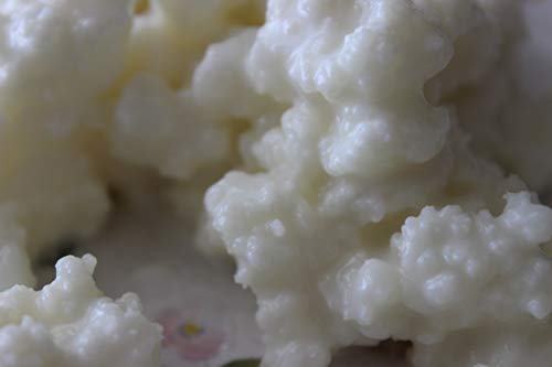 10g Granos de leche kéfir orgánicos. Cultivo de iniciación de calidad premium fabricado con leche orgánica fresca, OGM, libre de aditivos para hacer leche kéfir casera de probióticos.