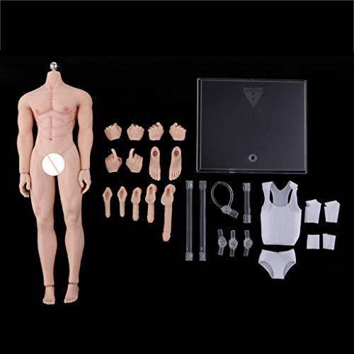 1/6 Ratio Steel Skeleton Muscle Figura De Acción Masculina Body (C)