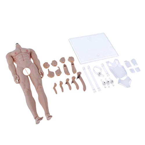 1/6 Ratio Steel Skeleton Muscle Figura De Acción Masculina Body (C)