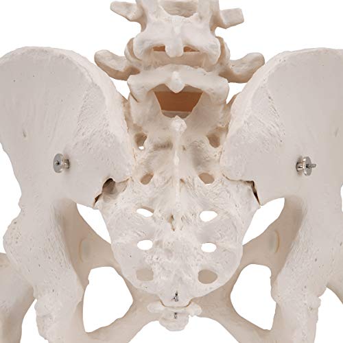 3B Scientific  A62 Modelo de anatomía humana Esqueleto de la Pelvis, femenino, con cabezas de fémur móviles