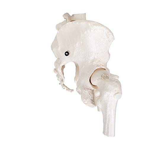 3B Scientific  A62 Modelo de anatomía humana Esqueleto de la Pelvis, femenino, con cabezas de fémur móviles