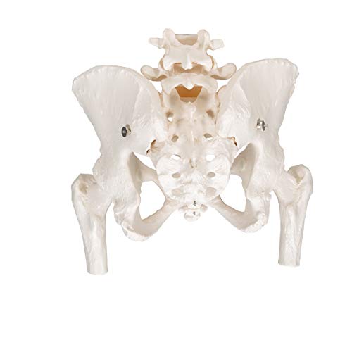 3B Scientific  A62 Modelo de anatomía humana Esqueleto de la Pelvis, femenino, con cabezas de fémur móviles