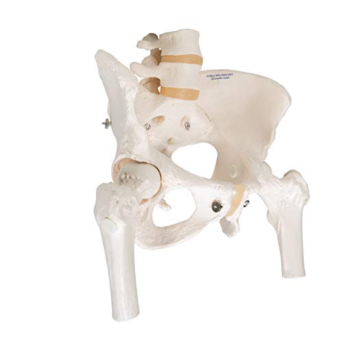 3B Scientific  A62 Modelo de anatomía humana Esqueleto de la Pelvis, femenino, con cabezas de fémur móviles