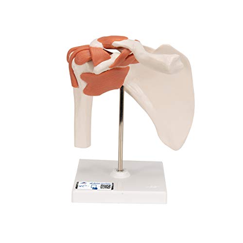 3B Scientific A80 Modelo de anatomía humana Articulación del Hombro, Modelo Funcional + software de anatomía gratuito - 3B Smart Anatomy