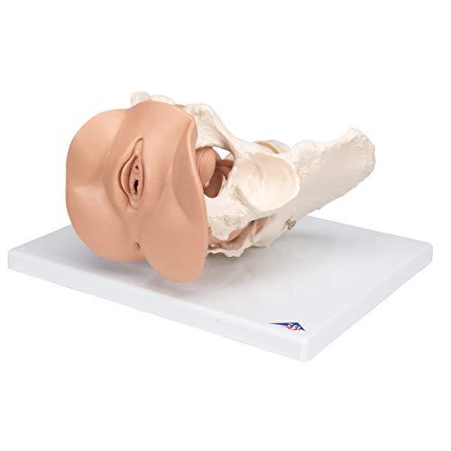 3B Scientific  L31 Modelo de anatomía humana Esqueleto de la Pelvis Femenina Con Órganos Genitales, En 3 Piezas + software de anatomía gratuito - 3B Smart Anatomy