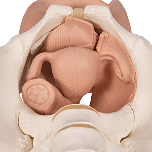3B Scientific  L31 Modelo de anatomía humana Esqueleto de la Pelvis Femenina Con Órganos Genitales, En 3 Piezas + software de anatomía gratuito - 3B Smart Anatomy