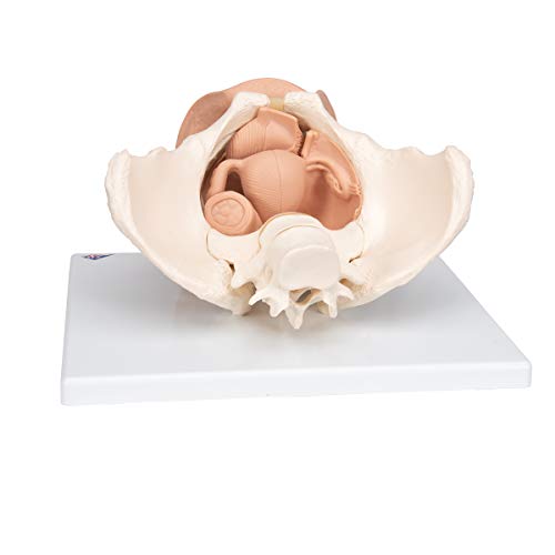 3B Scientific  L31 Modelo de anatomía humana Esqueleto de la Pelvis Femenina Con Órganos Genitales, En 3 Piezas + software de anatomía gratuito - 3B Smart Anatomy