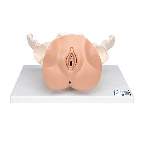 3B Scientific  L31 Modelo de anatomía humana Esqueleto de la Pelvis Femenina Con Órganos Genitales, En 3 Piezas + software de anatomía gratuito - 3B Smart Anatomy