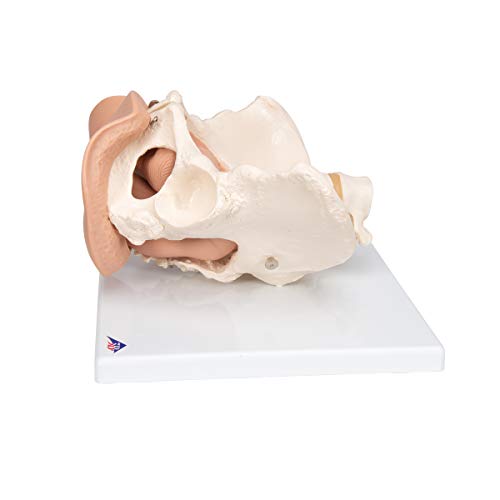 3B Scientific  L31 Modelo de anatomía humana Esqueleto de la Pelvis Femenina Con Órganos Genitales, En 3 Piezas + software de anatomía gratuito - 3B Smart Anatomy