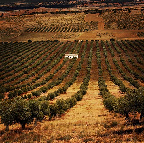 3L | DEHESA Aceite de Oliva Virgen Extra Intenso | Cosecha Temprana | Monovarietal Cornicabra