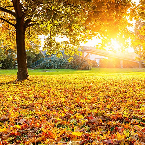 500 Piezas 10 Colores Variados Hojas de Arce de Otoño de Seda Falsa Hojas Artificiales de Otoño para Boda, Eventos y Decoración