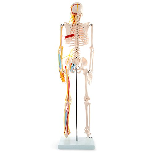 66FIT - Modelo anatómico de esqueleto con nervios y vasos sanguíneos (85 cm)