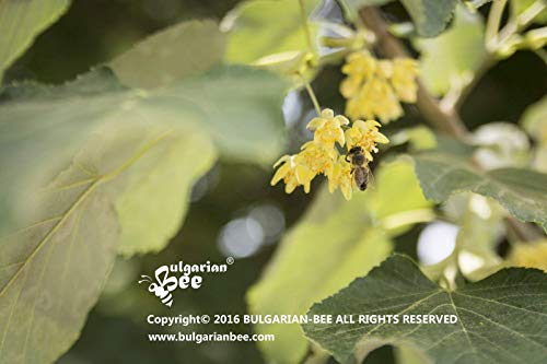 900 g Miel de Tilo Cruda, sin antibióticos, sin azúcar, sin calentar, sin pasteurizar