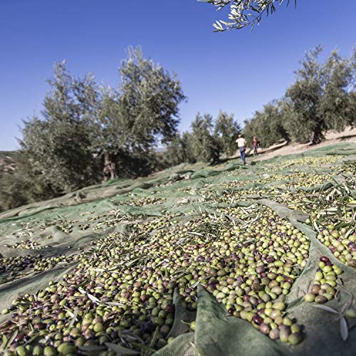 Aceite de Oliva Virgen Extra Conde de Benalúa Gourmet [Variedad Picual] [Origen de España]