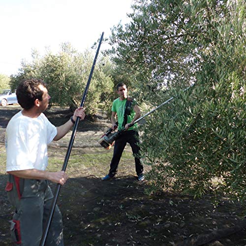 Aceite de Oliva Virgen Extra Conde de Benalúa Gourmet [Variedad Picual] [Origen de España]