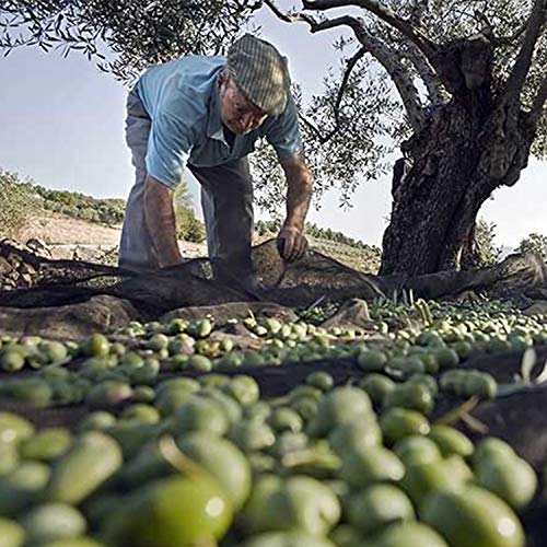 Aceite de Oliva Virgen Extra Conde de Benalúa Gourmet [Variedad Picual] [Origen de España]