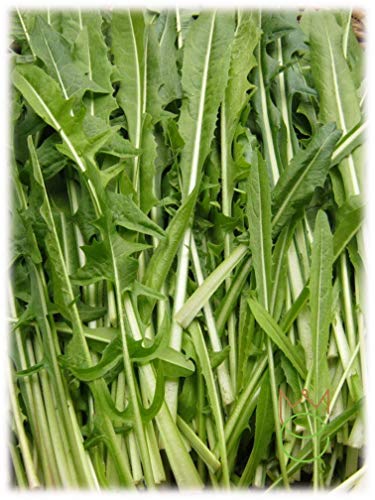 Achicoria Cataluña con hojas grandes Cichorium intybus Semillas Semillas Hortalizas Huerto