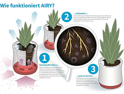 Airy Pot - innovadora Maceta purificadora de Aire 100% eficaz - Purificador de Aire Natural con Plantas de Interior sin Electricidad ni químicos (Late Spring)