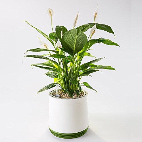 Airy Pot - innovadora Maceta purificadora de Aire 100% eficaz - Purificador de Aire Natural con Plantas de Interior sin Electricidad ni químicos (Late Spring)