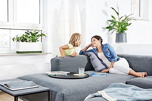 Airy Pot - innovadora Maceta purificadora de Aire 100% eficaz - Purificador de Aire Natural con Plantas de Interior sin Electricidad ni químicos (Late Spring)