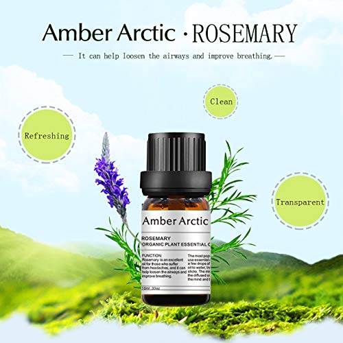AMBER ARCTIC Romero Aceite Esencial Para El Crecimiento Del Cabello, 100% Pura Terapia de Plantas Orgánicas Frescas Aceite de Romero 10Ml / 0.33Oz