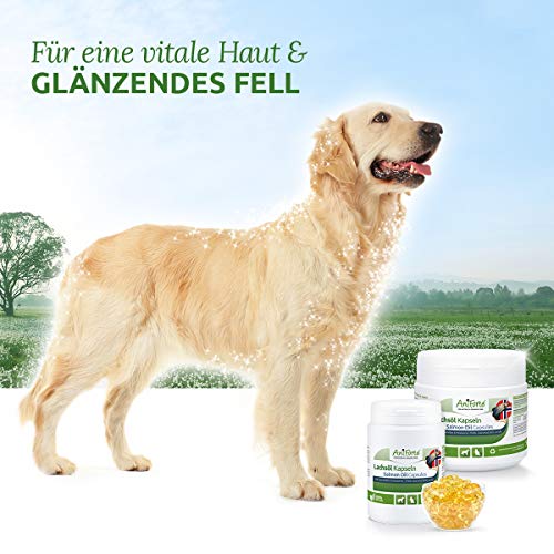 AniForte Cápsulas de Aceite de salmón para Perros y Gatos 500 – Son un valioso Aceite de Pescado Omega-3 para el metabolismo y la formación de Huesos, suplemento de Barf, vitaminas